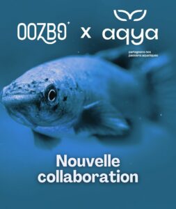 Présentation du projet Aqya et de la collaboration avec Oozbo